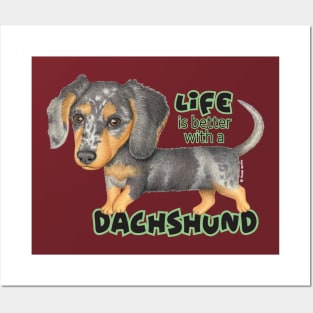 Cute doxie dog walking with attitude on Dappled Dachshund Walking Posters and Art